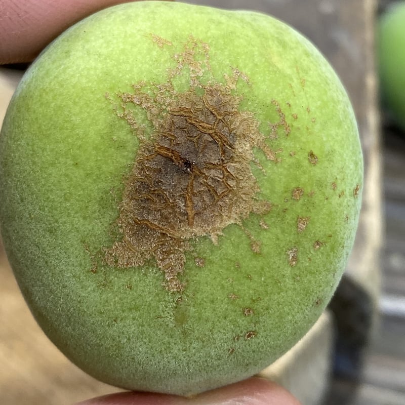 雹被害梅】大きな傷あり紀州南高青梅 2kg | 紀州南高梅 青梅の通販