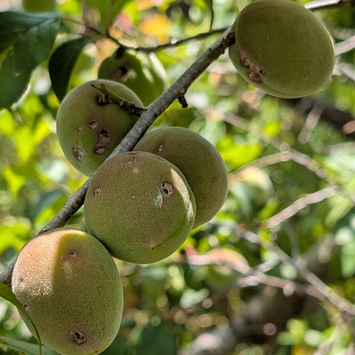 雹被害梅】大きな傷あり紀州南高青梅 2kg | 紀州南高梅 青梅の通販