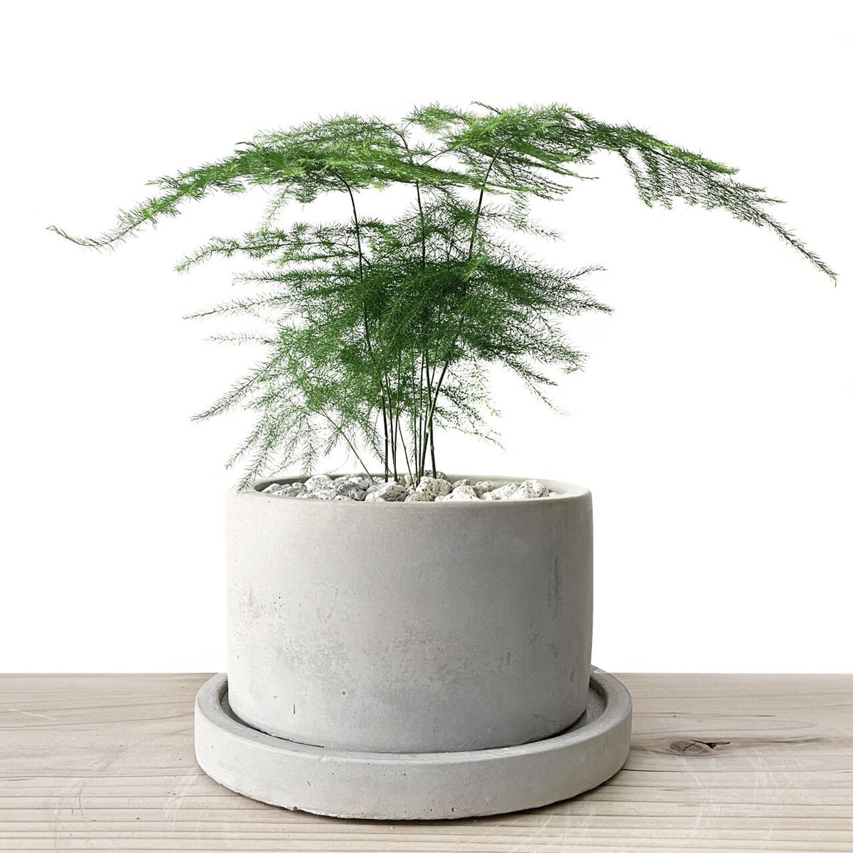 アスパラガス・プルモーサス・ナナス | tokonoma online store