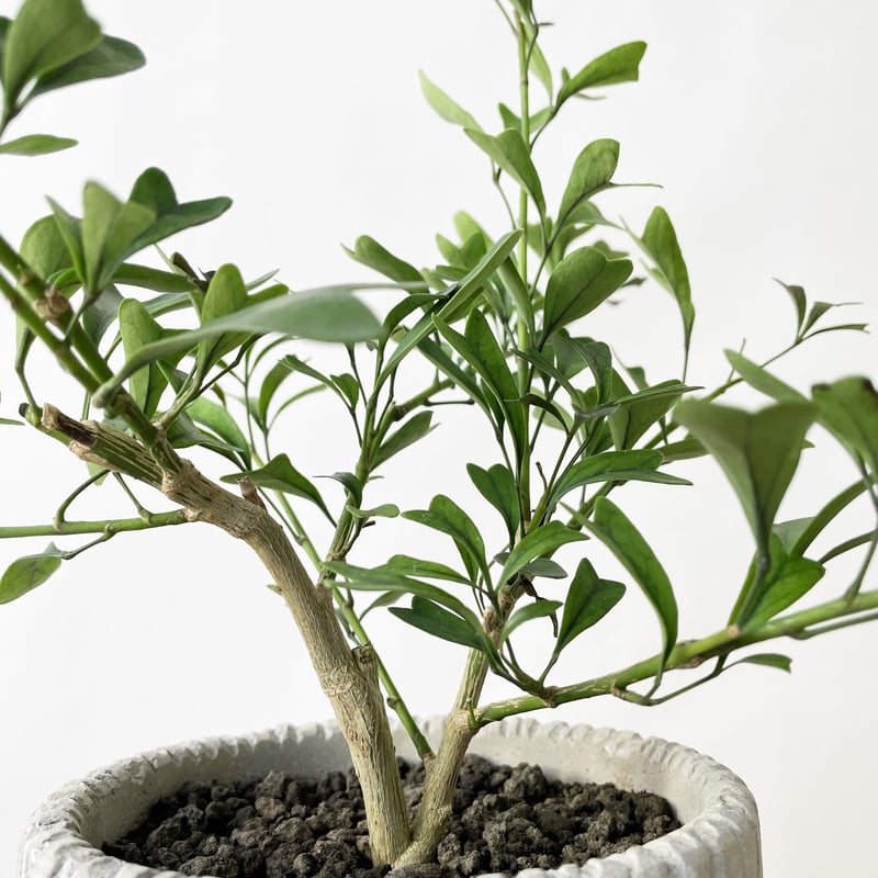 シェフレラ・トライアンギュラリス | tokonoma online store