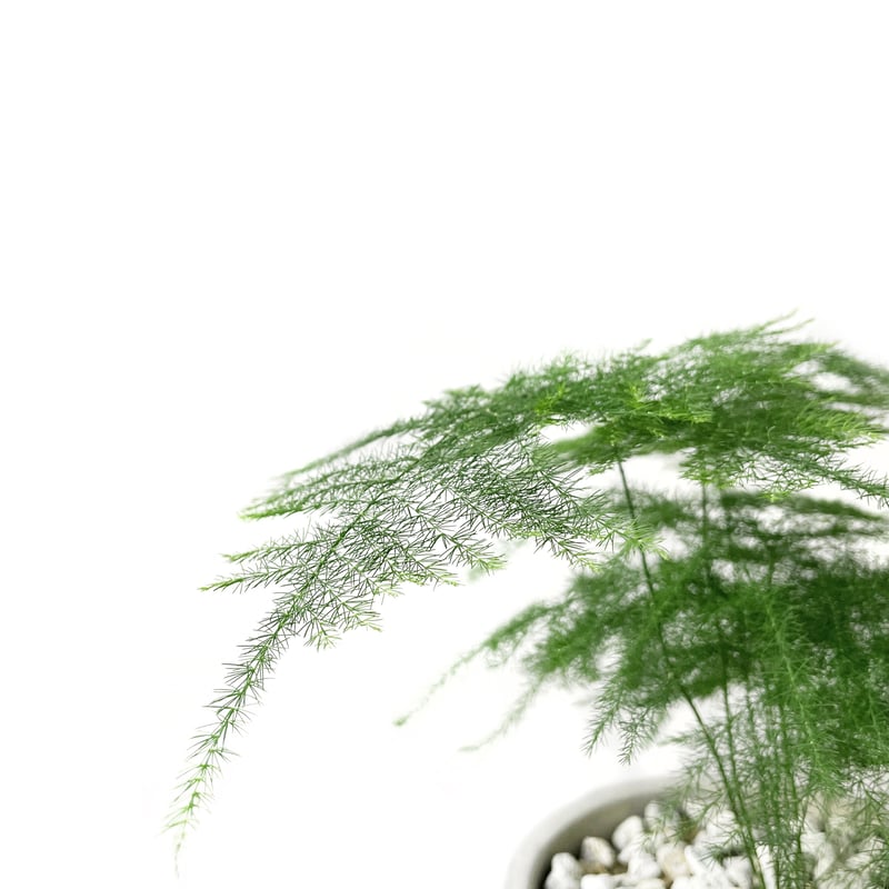 アスパラガス・プルモーサス・ナナス | tokonoma online store