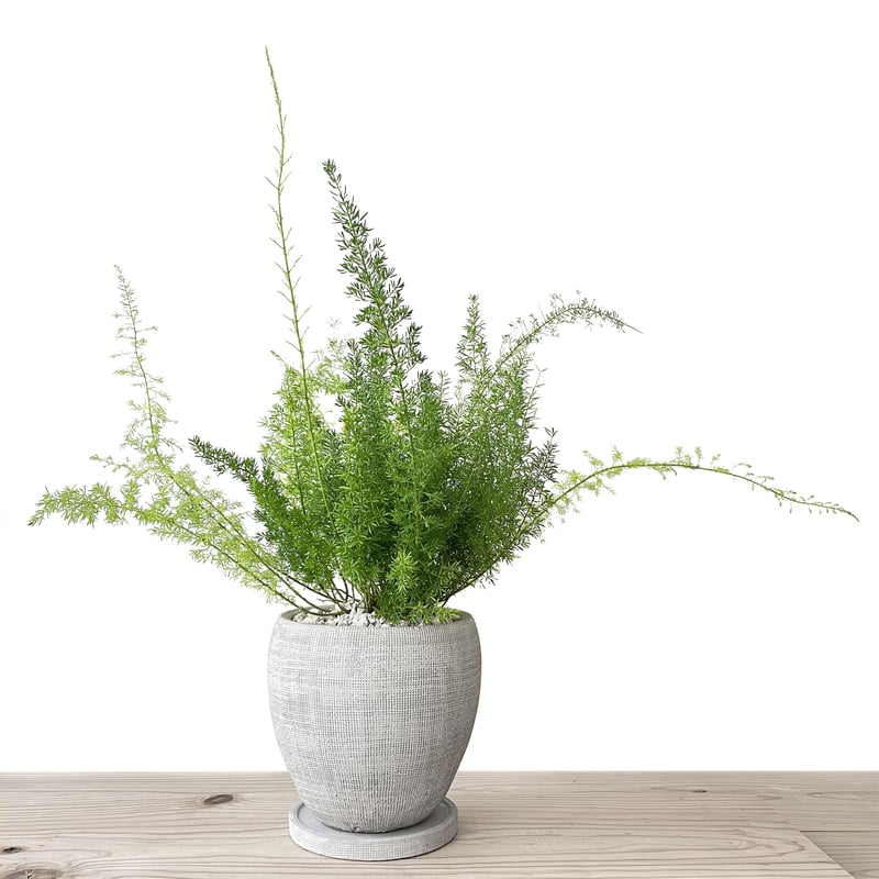 アスパラガス・メイリー | tokonoma online store