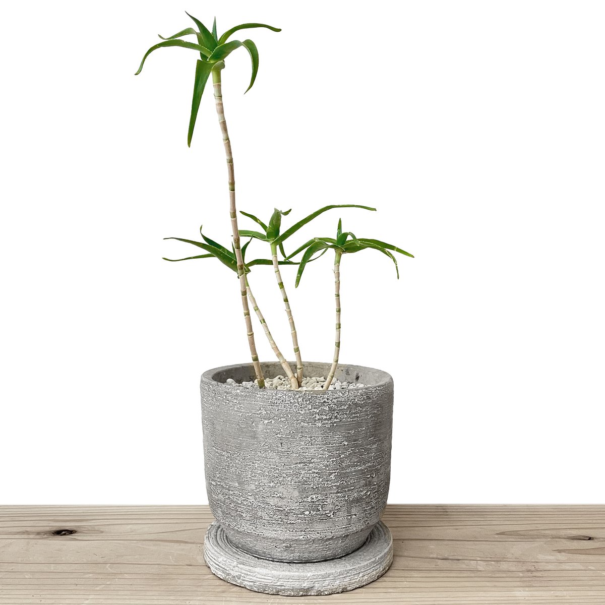 現品　アロエ　テヌイオール　陶器鉢　観葉植物　多肉植物　インテリアグリーン 現品 アロエ テヌイオール 陶器鉢 観葉植物 多肉植物 インテリア