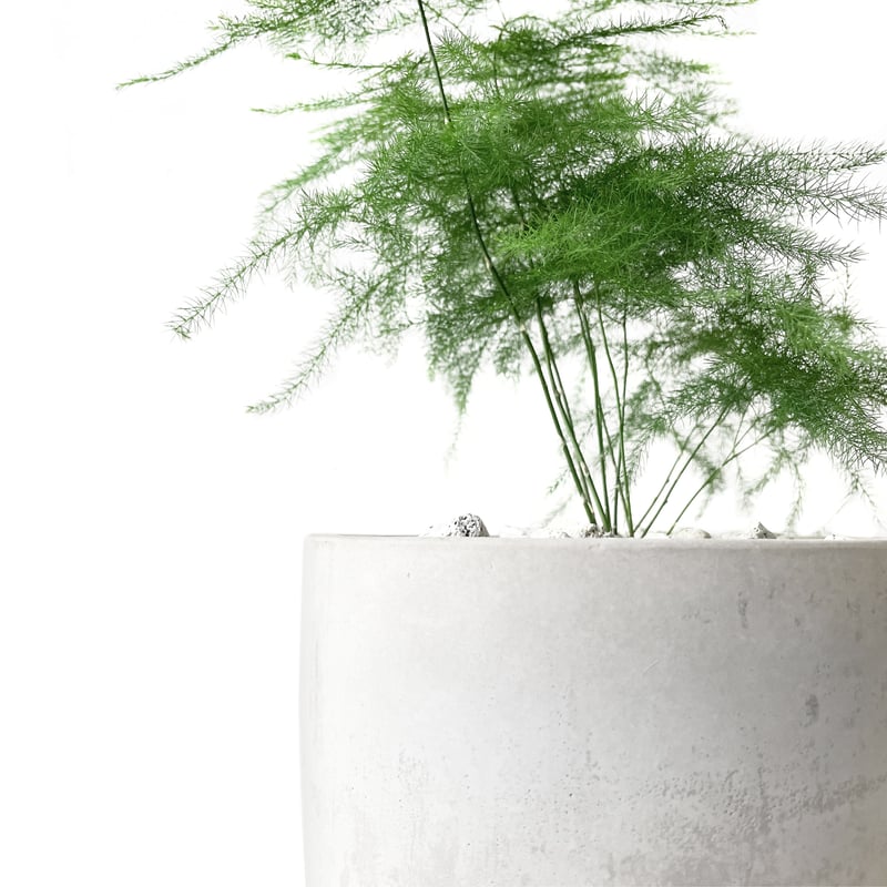 アスパラガス・プルモーサス・ナナス | tokonoma online store