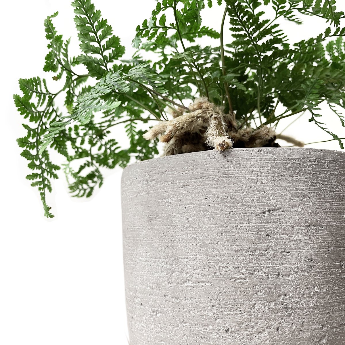 トキワシノブ /姫猫の手 | tokonoma online store