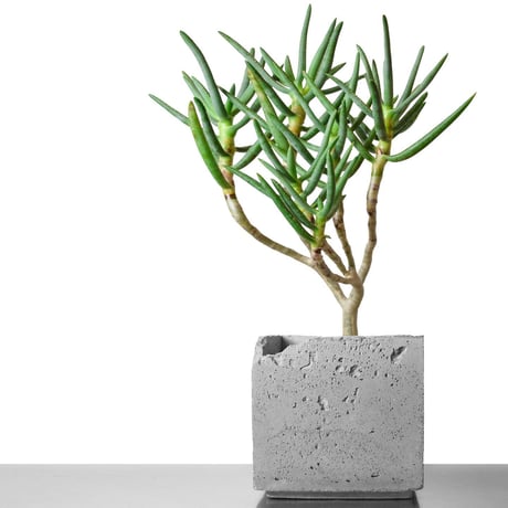 現品　アロエ　ラモシシマ　1番　根上がり　幹上がり　多肉植物　レア　観葉植物 現品 アロエ ラモシシマ 1番 根上がり 幹上がり 多肉植物 レア 観葉