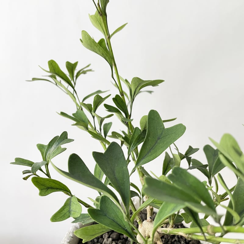 希少 シェフレラ トライアンギュラス 大苗 希少 シェフレラ トライアンギュラス 大苗 希少 シェフレラ