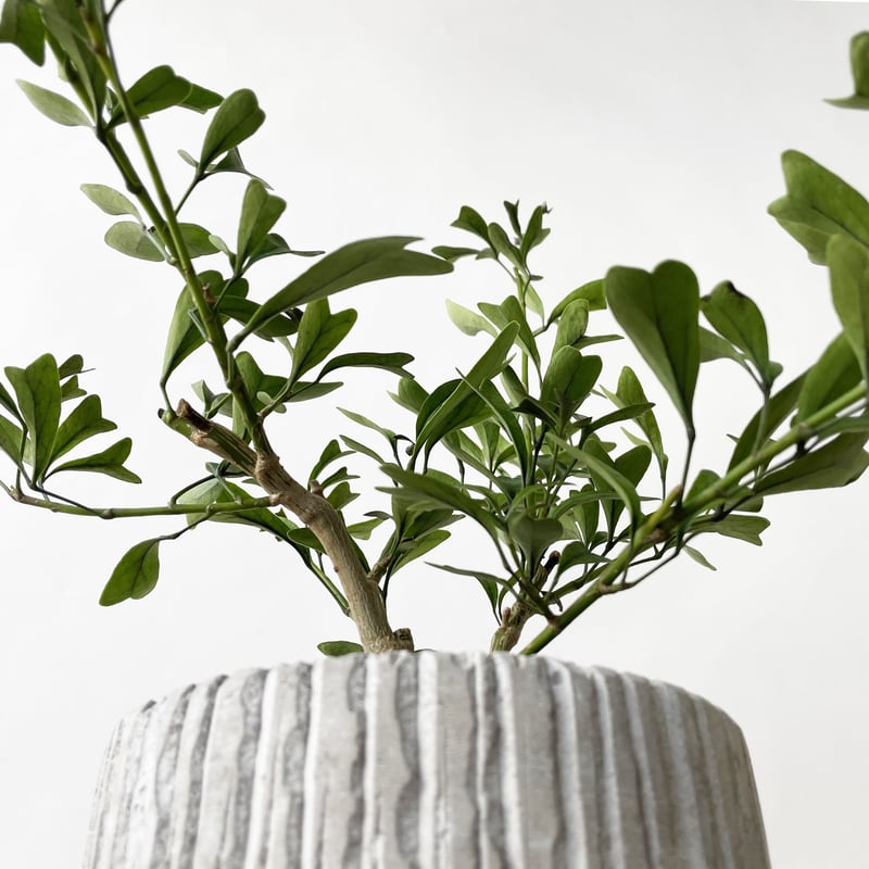 希少 シェフレラ トライアンギュラス 大苗 シェフレラ・トライアンギュラリス 3.5号の通販 | GreenSnap