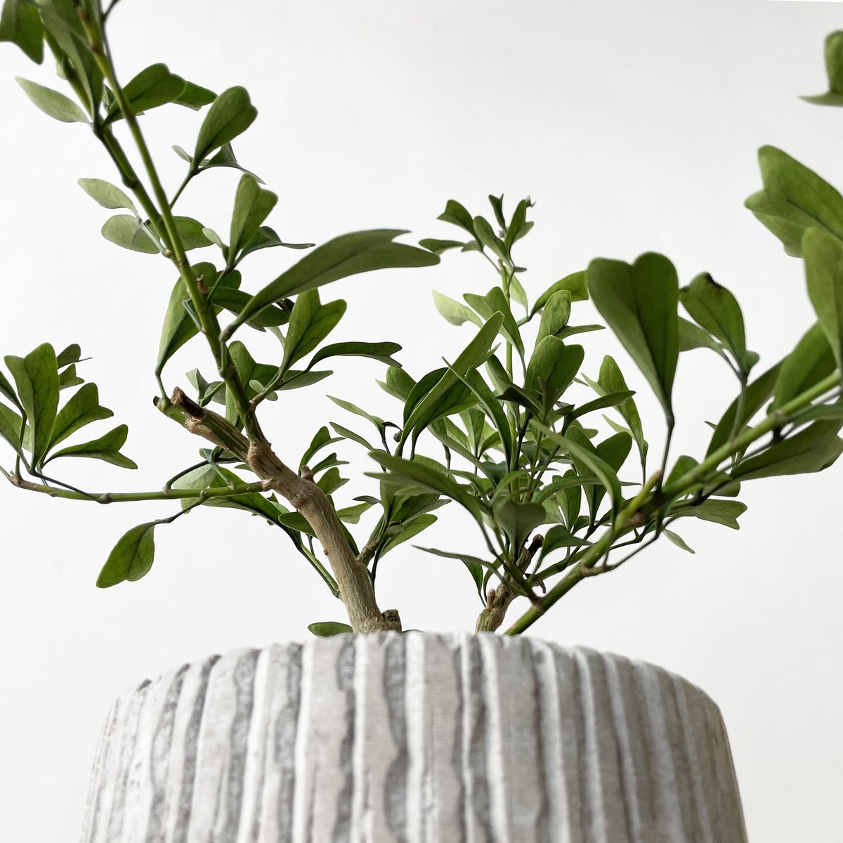 シェフレラ・トライアンギュラリス | tokonoma online store