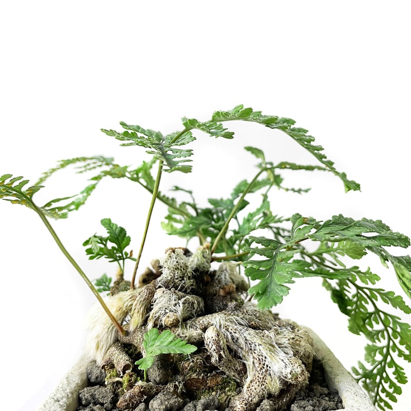 トキワシノブ /姫猫の手 | tokonoma online store