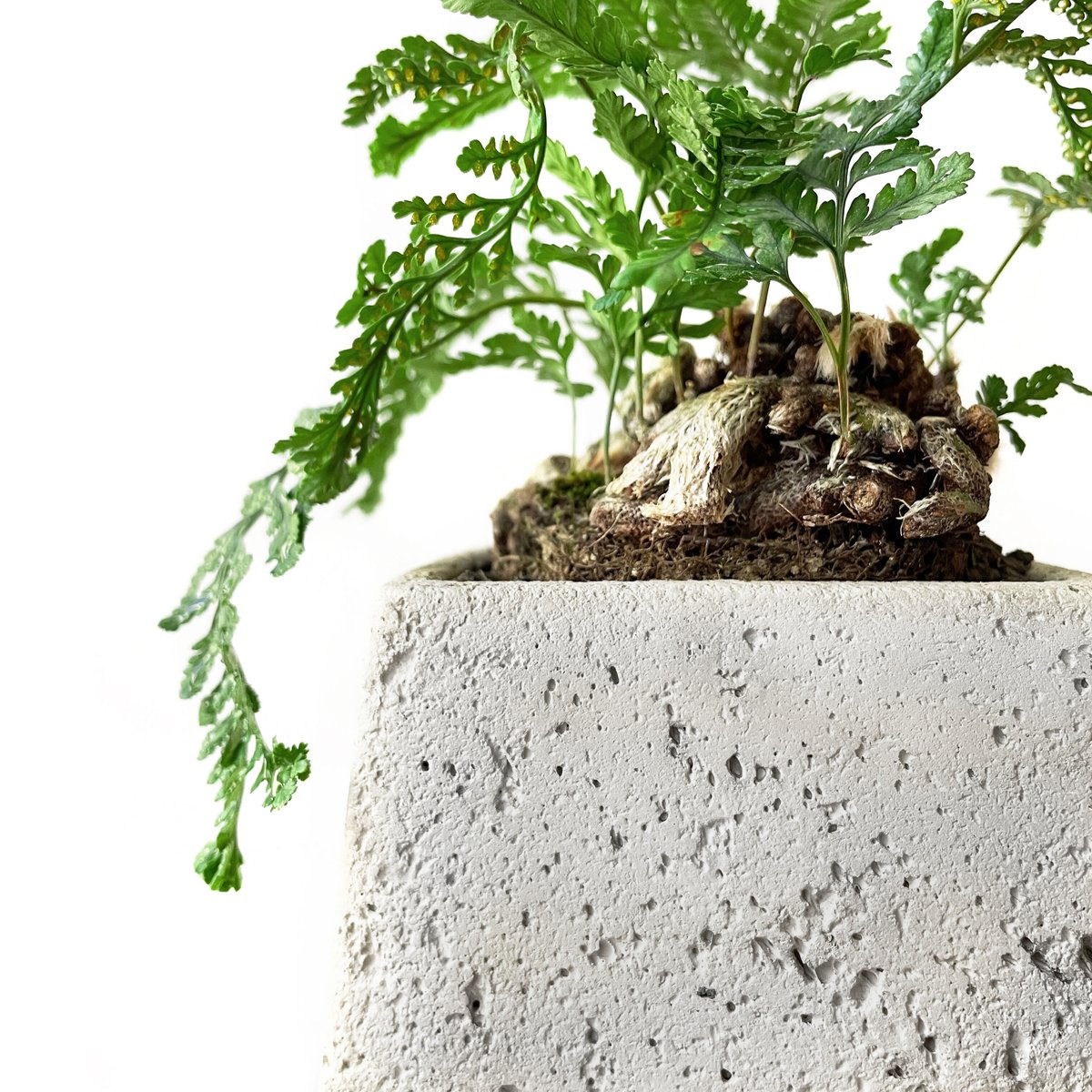 トキワシノブ /姫猫の手 | tokonoma online store