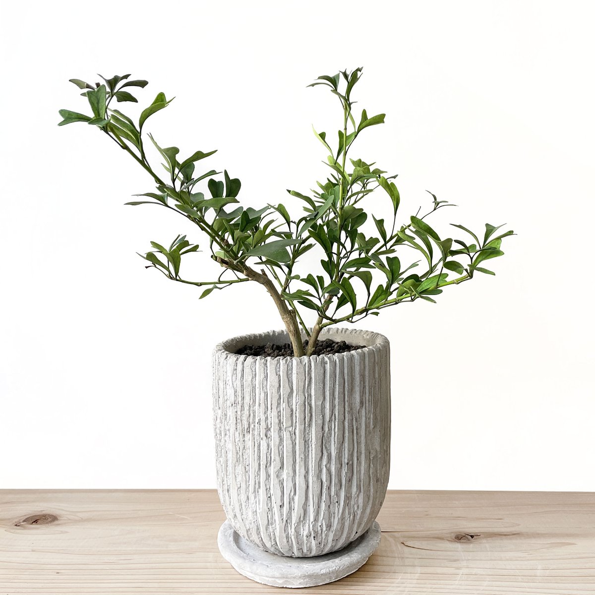 希少 シェフレラ トライアンギュラス 大苗 希少 シェフレラ トライ