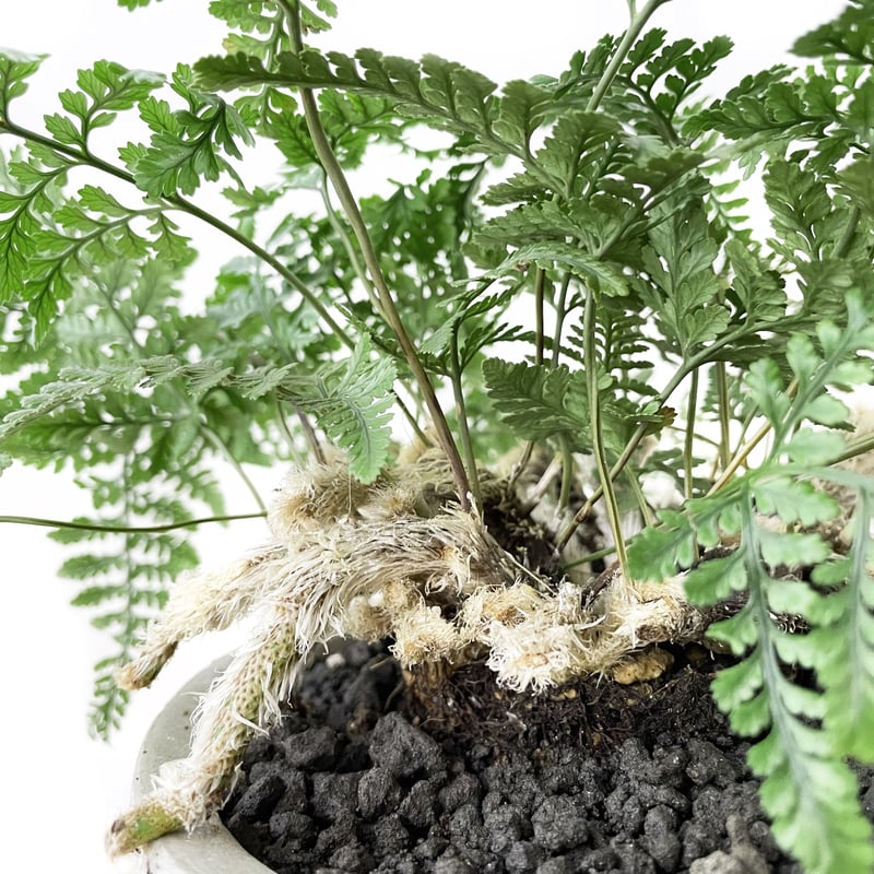 トキワシノブ /姫猫の手 | tokonoma online store