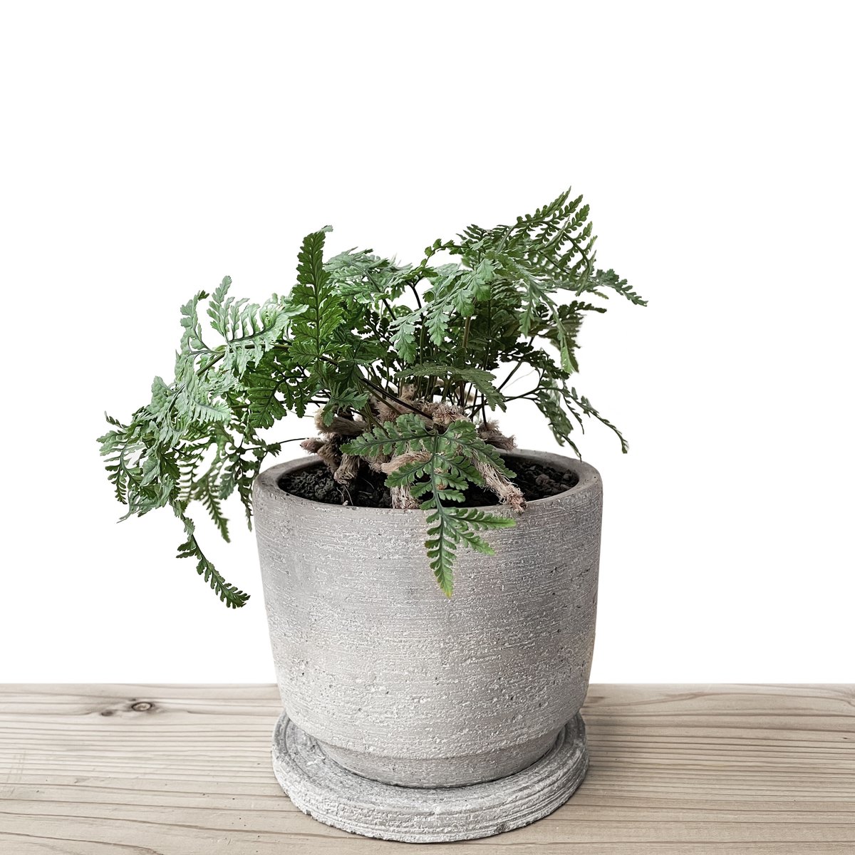 トキワシノブ /姫猫の手 | tokonoma online store