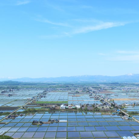 【令和7年産】東川米 ななつぼし - 白米・５kg×２袋 -