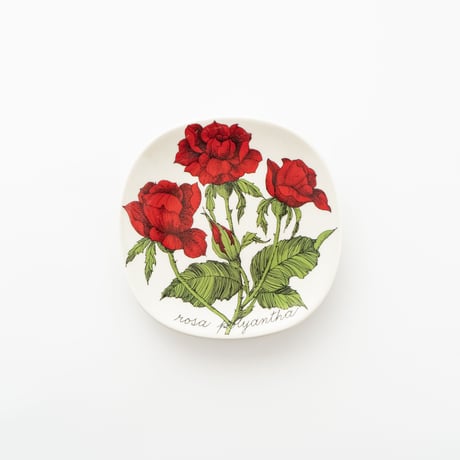 Botanica｜53｜ロサ・ポリアンサ / Rosa polyantha
