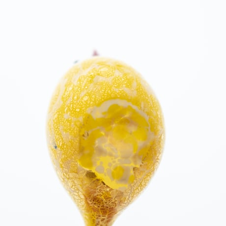 Murano｜glass bird｜yellow
