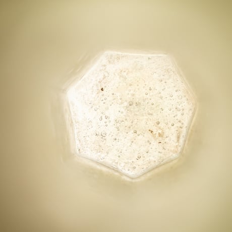 Nuutajarvi｜Puteli｜bottle/vase H21cm
