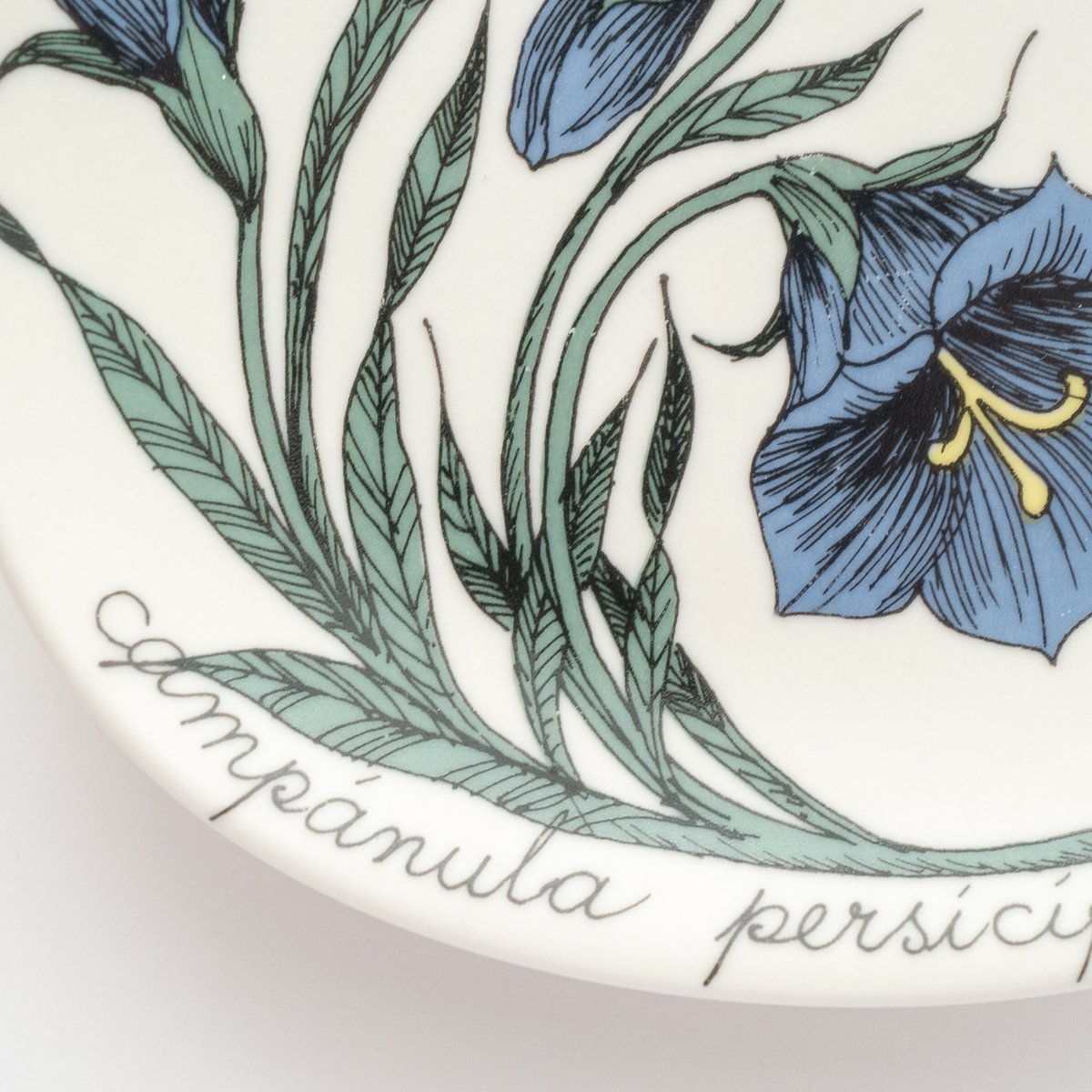 Botanica｜16｜モモノハギキョウ / Campanula persicifolia |