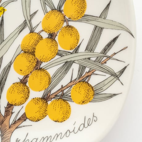 Botanica｜43｜シーバックソーン / Hippophae rhamnoides