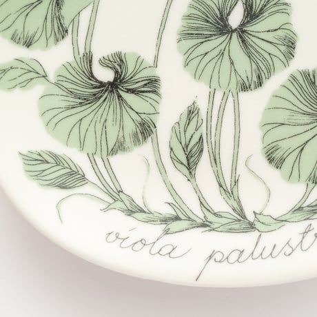 Botanica｜34｜ビオラ・パルストリス / Viola palustris