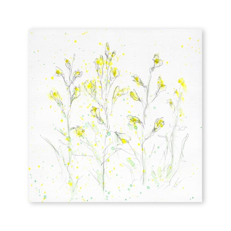 lumikka｜Correspondence-Botanica｜17