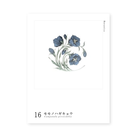 Botanica｜16｜モモノハギキョウ / Campanula persicifolia