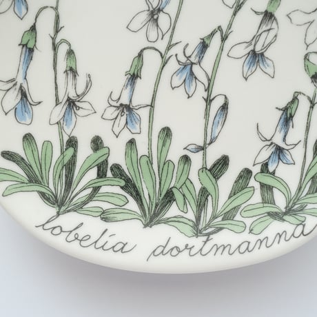 Botanica｜27｜ロベリア・ドルトマンナ / Lobelia dortmanna