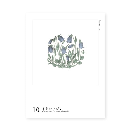 Botanica｜10｜イトシャジン / Campanula rotundifolia