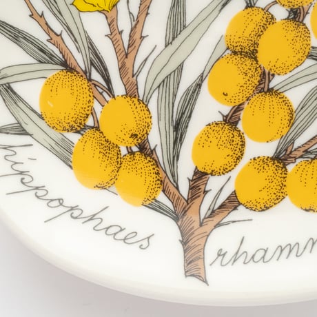 Botanica｜43｜シーバックソーン / Hippophae rhamnoides