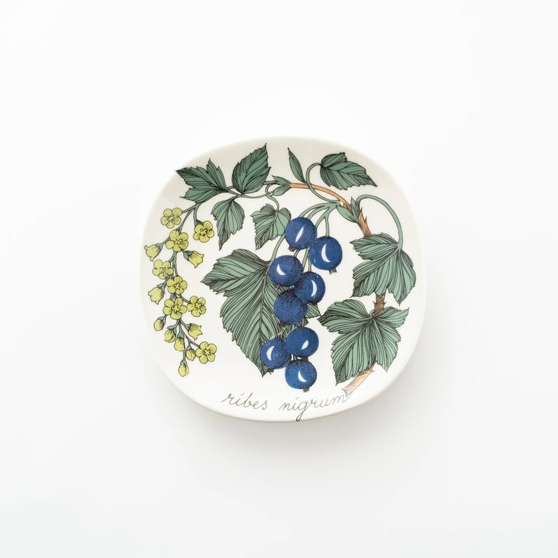 Botanica｜48｜ブラックカラント / Ribes nigrum | lumikka shop