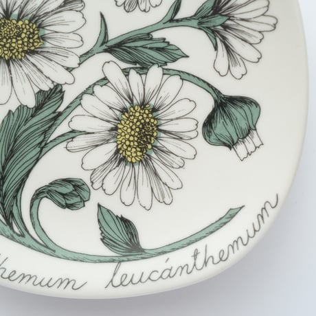Botanica｜13｜フランスギク / Chrysanthemum leucanthemum