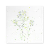lumikka｜Correspondence-Botanica｜07