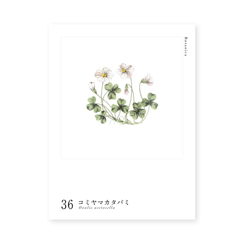 Botanica｜36｜コミヤマカタバミ / Oxalis acetosella | lumi