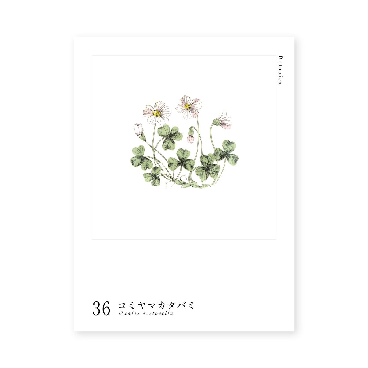 Botanica｜36｜コミヤマカタバミ / Oxalis acetosella | lumi