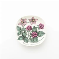Botanica｜42｜チシマイチゴ / Rubus arcticus