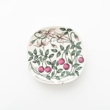 Botanica｜41｜クランベリー / Vaccinium oxycoccos