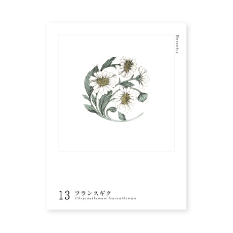 Botanica｜13｜フランスギク / Chrysanthemum leucanthemum