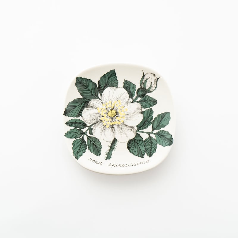 Arabia アラビアBotanica ボタニカ ロサ・ピンピネリフォリア