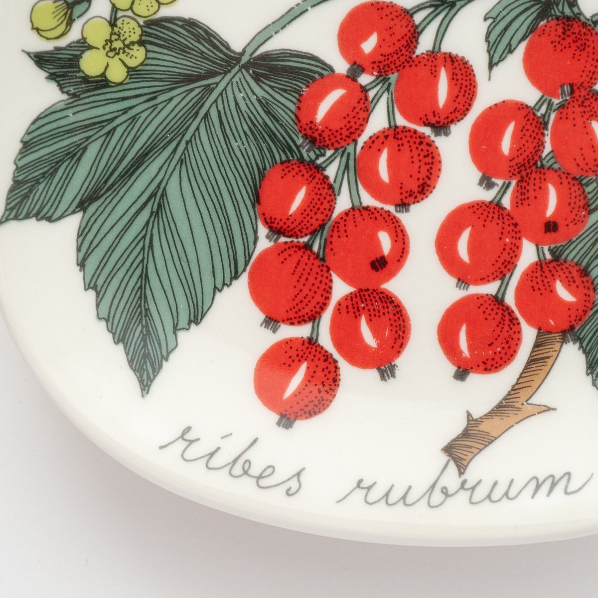 アラビア ボタニカ ribes rubrum レッドカラント アカフサスグリ アラビア ボタニカ ribes rubrum レッドカラント アカフサスグリ