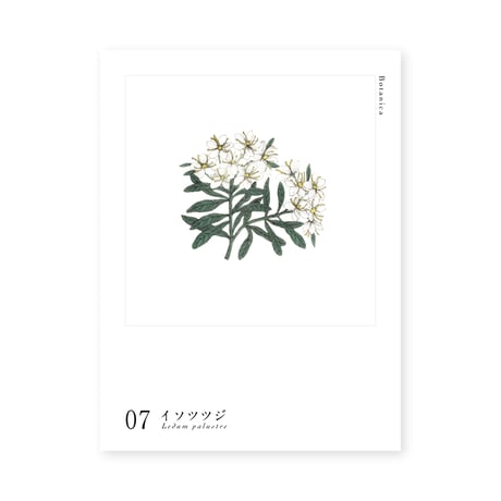 Botanica｜07｜イソツツジ / Ledum palustre