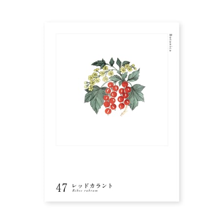 Botanica｜47｜レッドカラント / Ribes rubrum