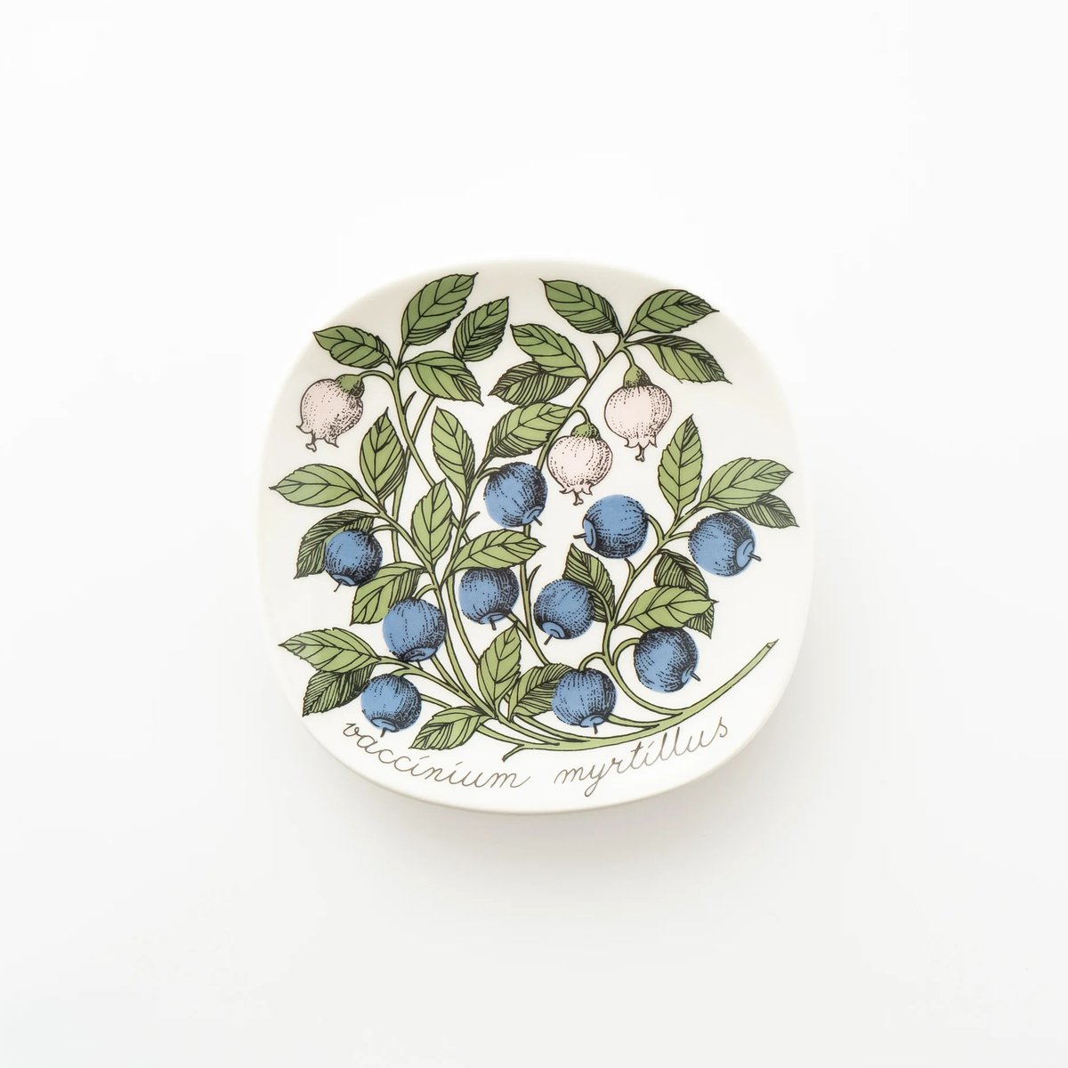Botanica｜38｜ビルベリー / Vaccinium myrtillus | lumik