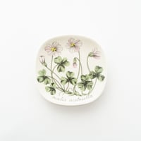 Botanica｜36｜コミヤマカタバミ / Oxalis acetosella