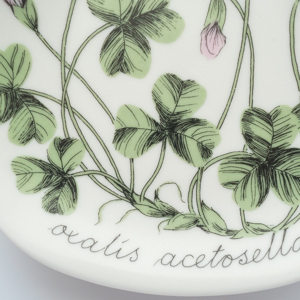 Botanica｜36｜コミヤマカタバミ / Oxalis acetosella | lumi