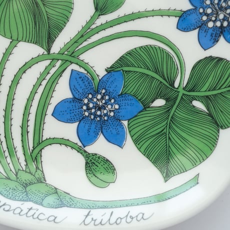 Botanica｜05｜ミスミソウ / Hepatica triloba