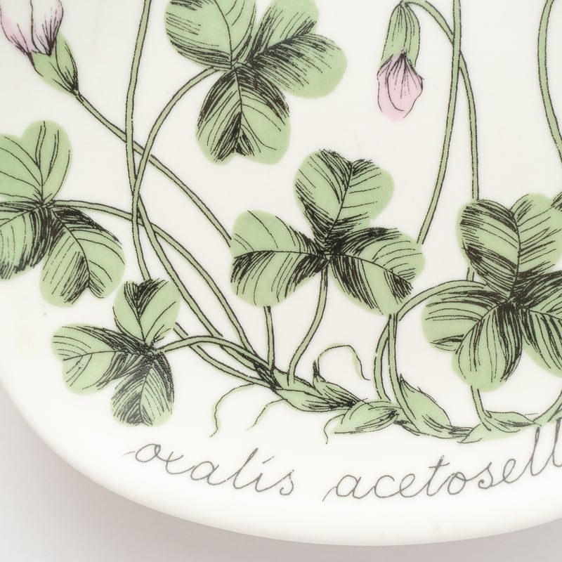 Botanica｜36｜コミヤマカタバミ / Oxalis acetosella | lumi