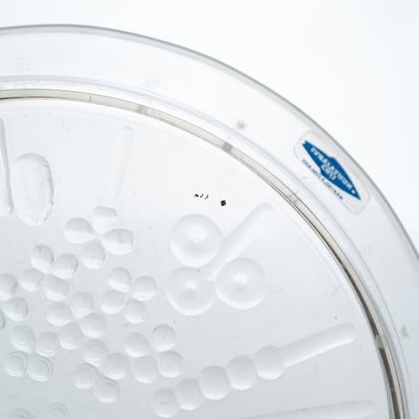 Nuutajarvi｜Flora ｜plate φ17cm｜clear｜2