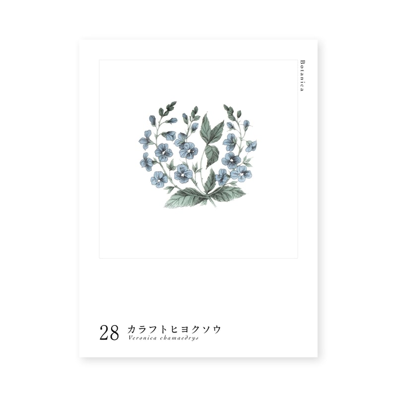 ARABIA エステリ ボタニカ /