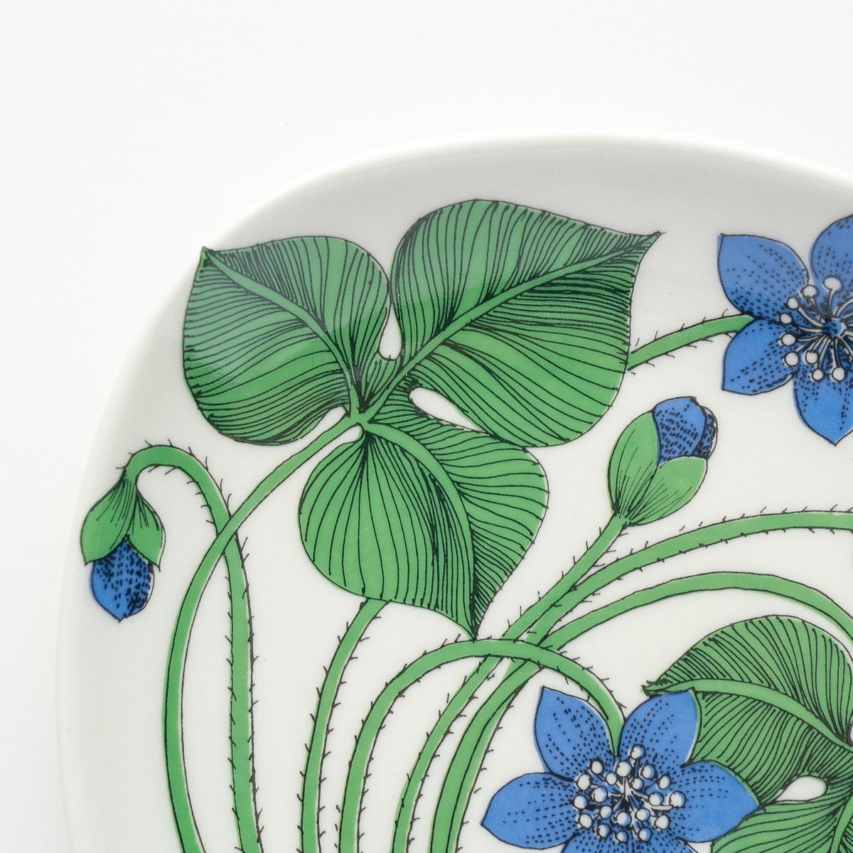 Botanica｜05｜ミスミソウ / Hepatica triloba | lumikka